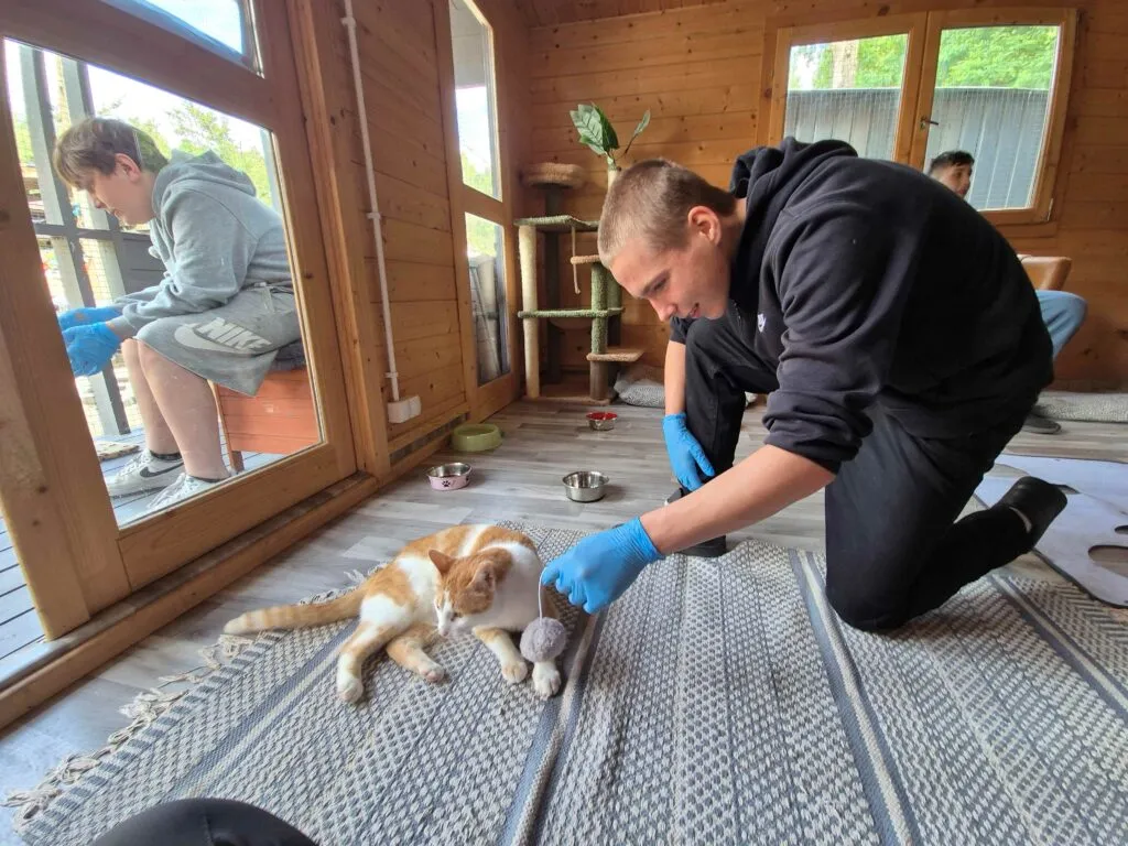 Wolontariat w schronisku