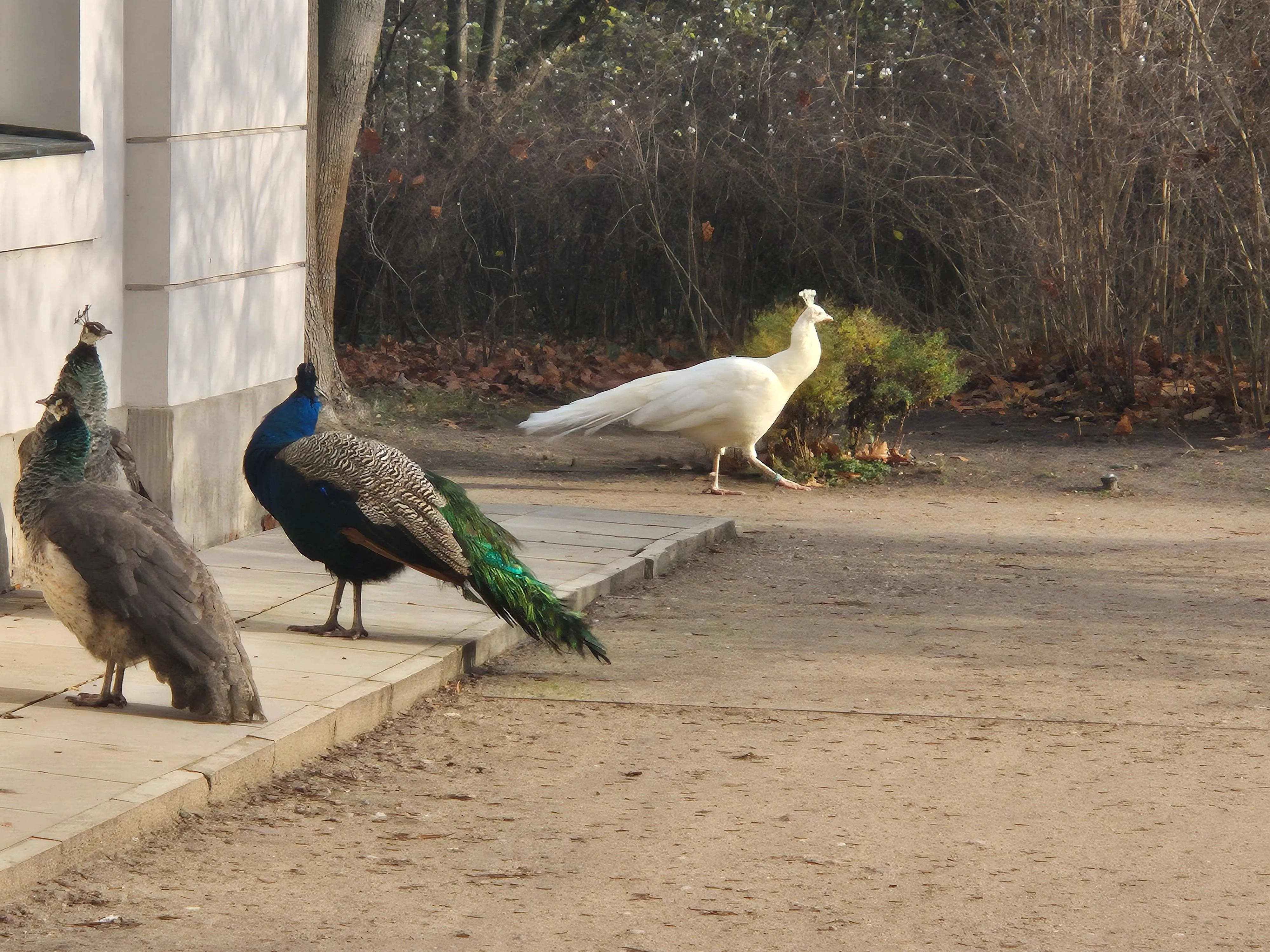 Łazienki Królewskie