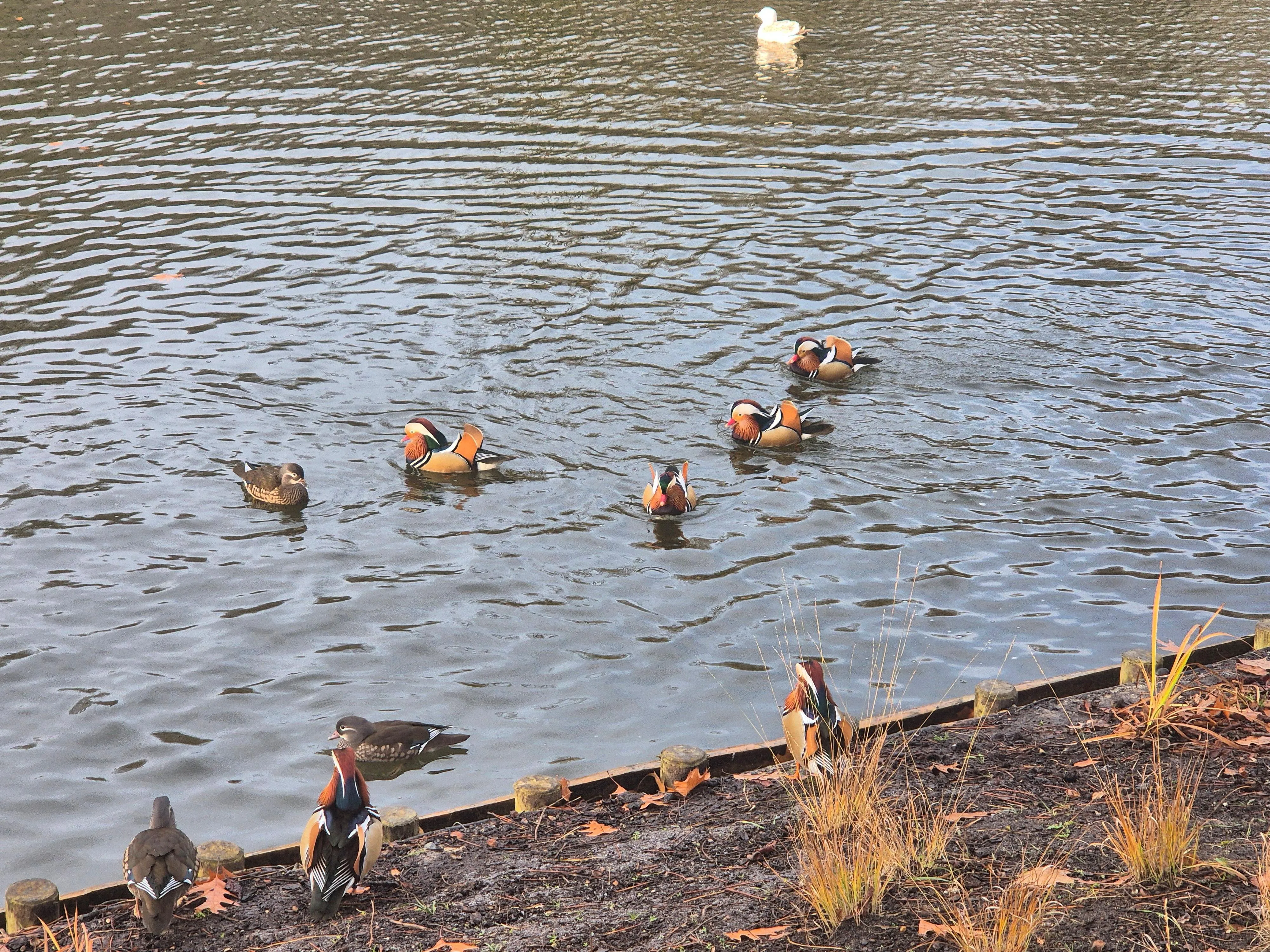 Łazienki Królewskie